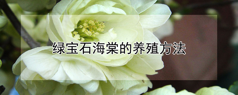 绿宝石海棠的养殖方法 绿宝石海棠的养殖方法和管理
