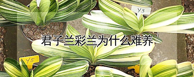君子兰彩兰为什么难养（君子兰彩兰为什么难养活）