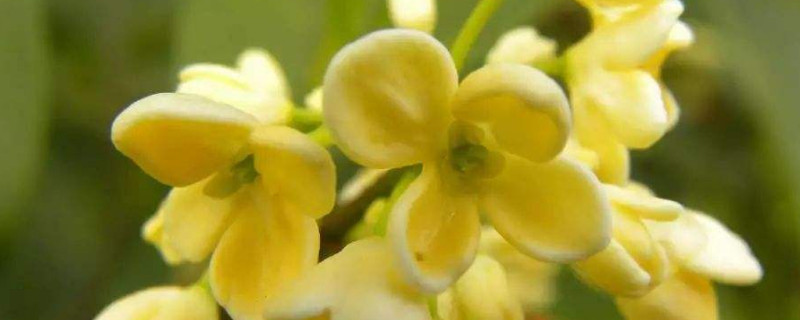 桂花为什么阳台养不活（桂花为什么阳台养不活呢）