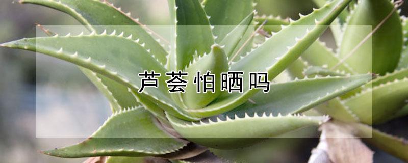 芦荟怕晒吗 芦荟怕晒吗为什么叶子都干了发黑