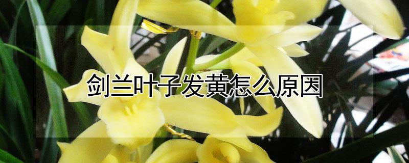 剑兰叶子发黄怎么原因（剑兰叶子发黄是怎么回事）