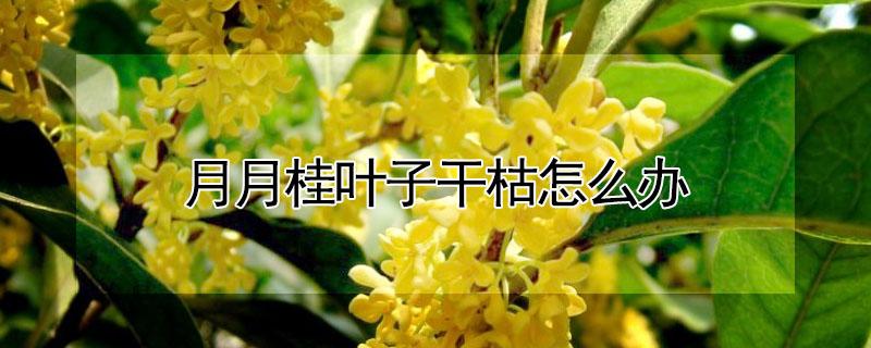 月月桂叶子干枯怎么办 月月桂叶尖干枯