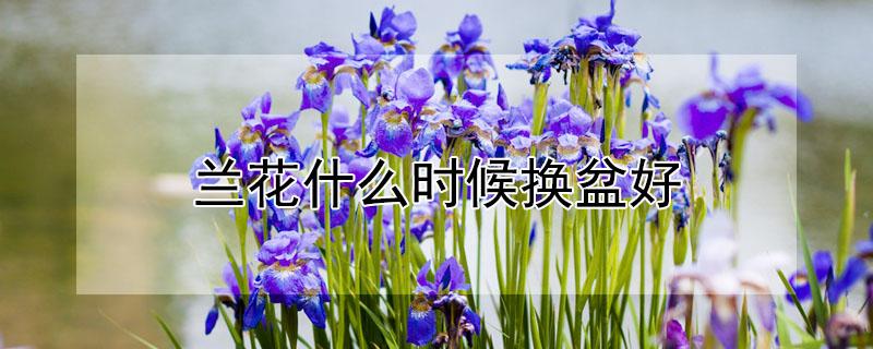 兰花什么时候换盆好 兰花什么时候换盆好?怎么换