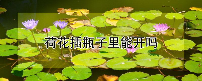 荷花插瓶子里能开吗（荷花插瓶子里能开吗视频）