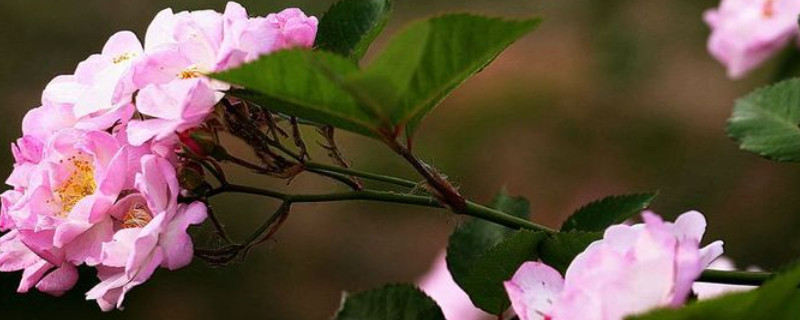 蔷薇花春天可以修枝吗 蔷薇花春天可以修枝吗视频