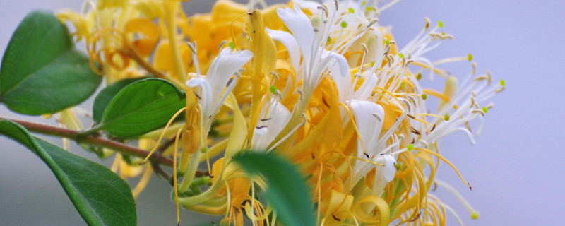 金银花叶子发黄发黑枯萎的原因 金银花叶子发黄发黑枯萎的原因是什么