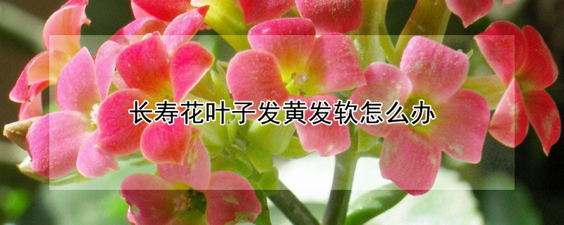 长寿花叶子发黄发软怎么办 长寿花叶子发黄变软怎么办