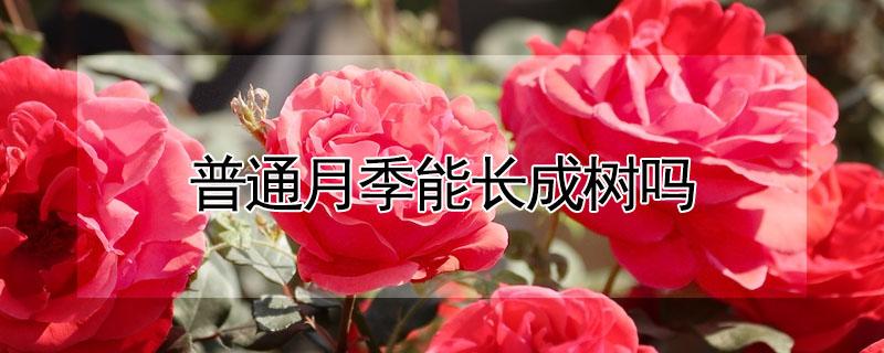 普通月季能长成树吗 普通月季能长多高