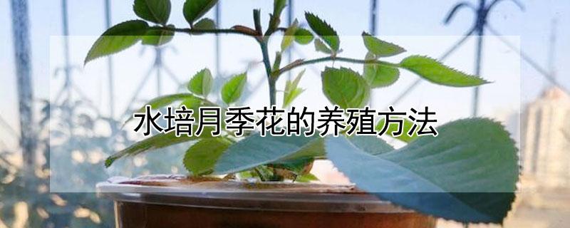 水培月季花的养殖方法 水培月季花的养殖方法和过程