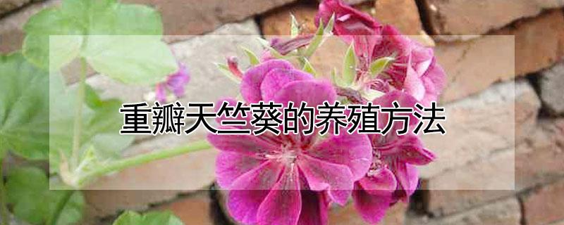 重瓣天竺葵的养殖方法 重瓣天竺葵的养殖方法和注意事项视频