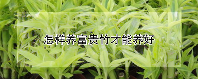 怎样养富贵竹才能养好（怎样养富贵竹才能养好视频）