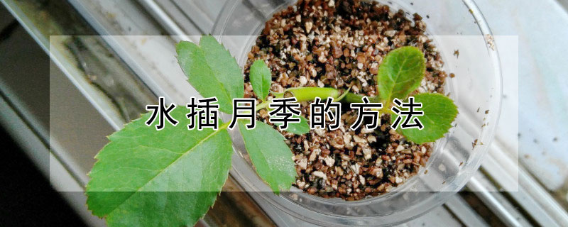 水插月季的方法 水插月季怎么移栽