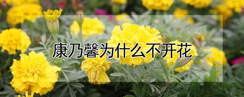康乃馨为什么不开花（康乃馨花不开花啥原因）