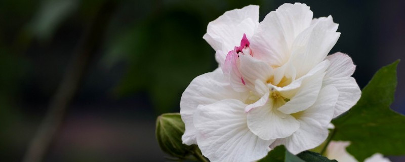 芙蓉花如何换盆浇水养护（芙蓉花如何换盆浇水养护好）