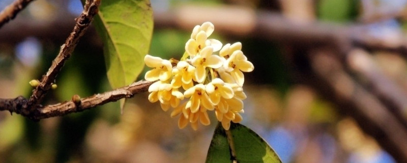 盆栽桂花怎么养 盆栽桂花怎么养才能更旺盛