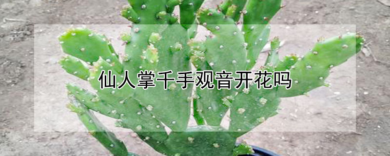仙人掌千手观音开花吗 仙人掌的千手观音开花啥样的