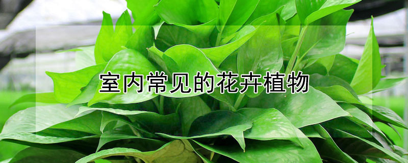 室内常见的花卉植物 常见室内花卉有哪些