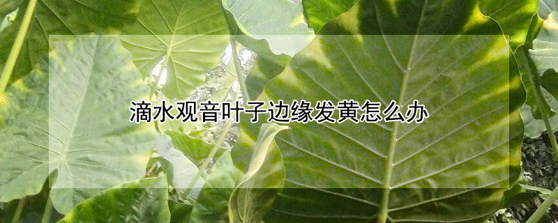 滴水观音叶子边缘发黄怎么办 滴水观音叶子边缘有黄斑怎么办