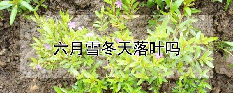六月雪冬天落叶吗（六月雪耐寒最低温度）