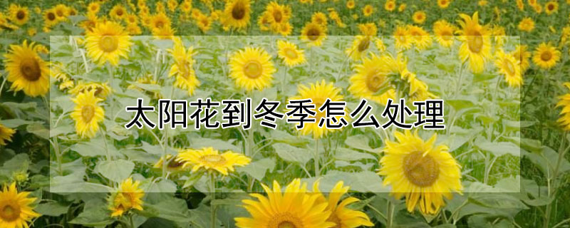 太阳花到冬季怎么处理（太阳花冬季怎么办）