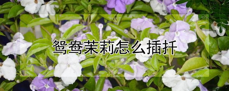 鸳鸯茉莉怎么插扦（鸳鸯茉莉怎么插扦插视频）