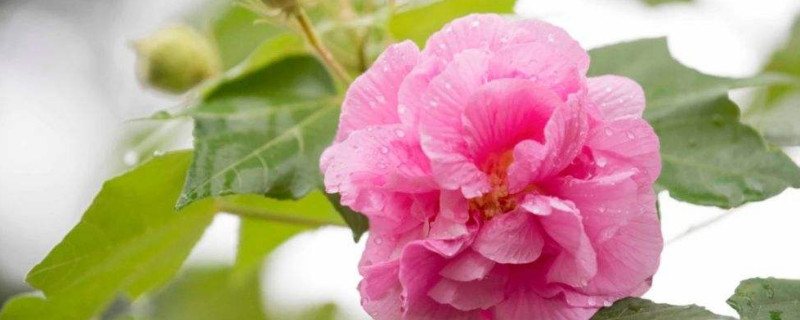 芙蓉花冬天休眠吗（30周早产的胎儿可以存活吗）