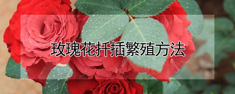 玫瑰花扦插繁殖方法（冬天扦插玫瑰花能活吗）