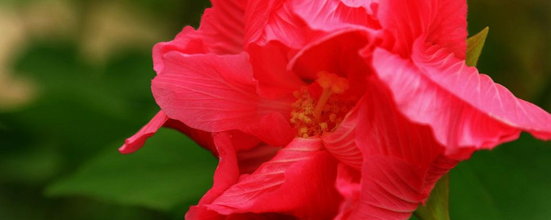 芙蓉花和芙蓉树一样吗 芙蓉花和芙蓉树一样吗怎么养