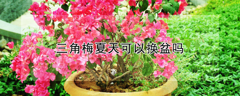三角梅夏天可以换盆吗 三角梅夏天可以换盆吗怎么养