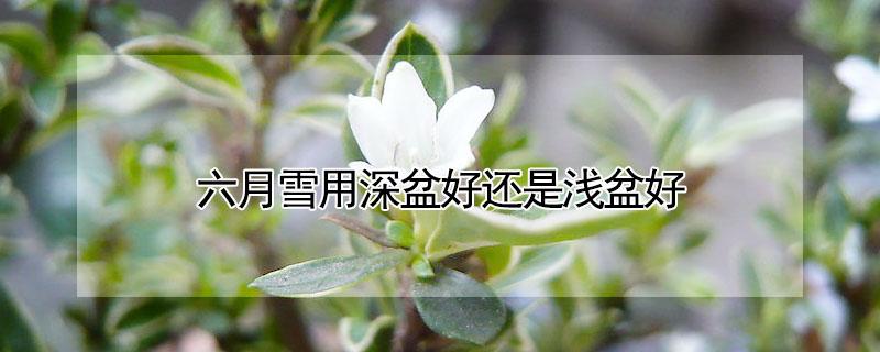 六月雪用深盆好还是浅盆好（六月雪用深盆好还是浅盆好养）