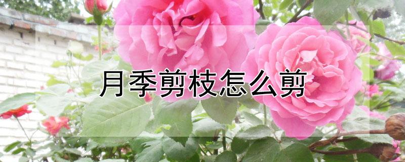 月季剪枝怎么剪（月季剪枝怎么剪枝视频）