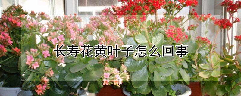长寿花黄叶子怎么回事（长寿花长黄叶怎么办）