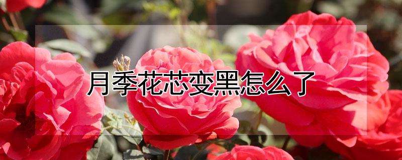 月季花芯变黑怎么了 月季花花心变黑