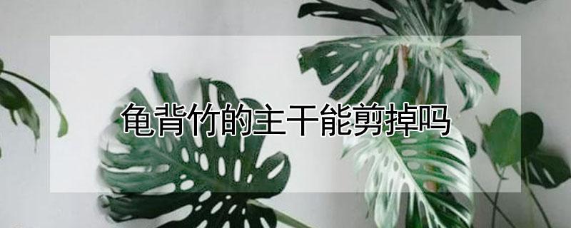 龟背竹的主干能剪掉吗 龟背竹的主干能剪掉吗