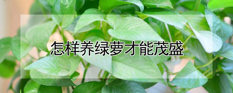 怎样养绿萝才能茂盛（冬季怎样养绿萝才能茂盛）