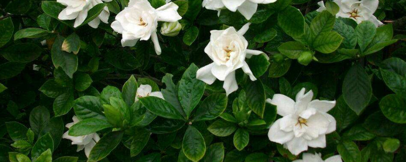 小栀子花和大栀子花的区别（小栀子花好养还是大栀子花好养）