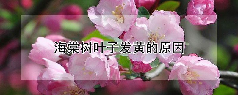 海棠树叶子发黄的原因（海棠树叶子发黄的原因有哪些）