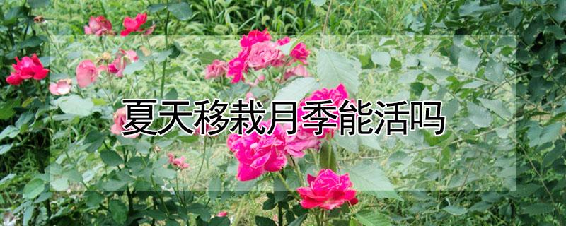 夏天移栽月季能活吗（夏天移栽月季能活吗图片）