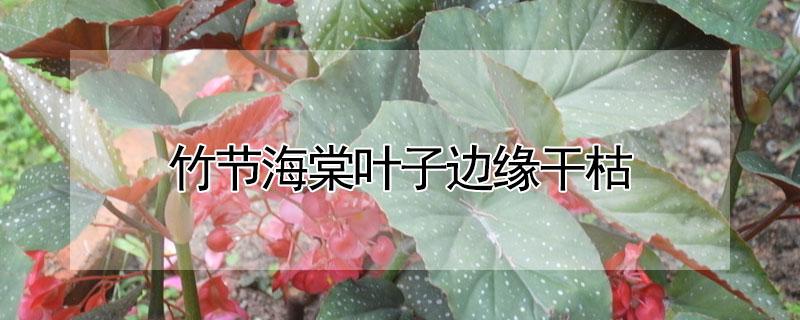 竹节海棠叶子边缘干枯 竹节海棠叶子边缘干枯怎么回事