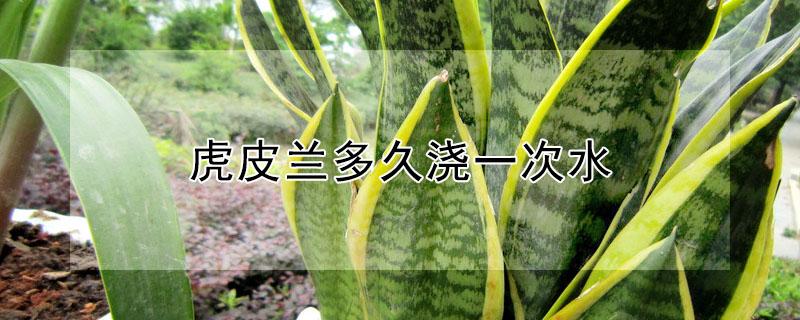 虎皮兰多久浇一次水（虎皮兰多久浇一次水?虎皮兰的浇水方法）
