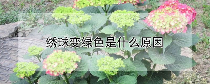 绣球变绿色是什么原因 绣球变绿色是什么原因引起的