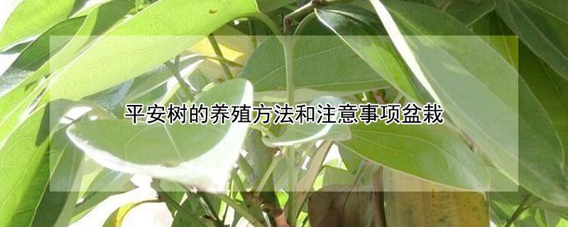 平安树的养殖方法和注意事项盆栽（平安树的养殖方法和注意事项盆栽发财树）