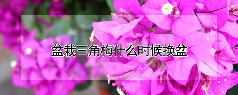 盆栽三角梅什么时候换盆 盆栽三角梅什么时候换盆好