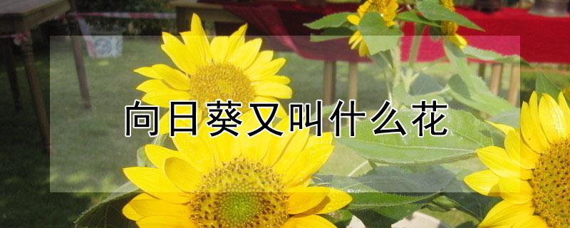 向日葵又叫什么花 向日葵又叫什么花它的来历是什么