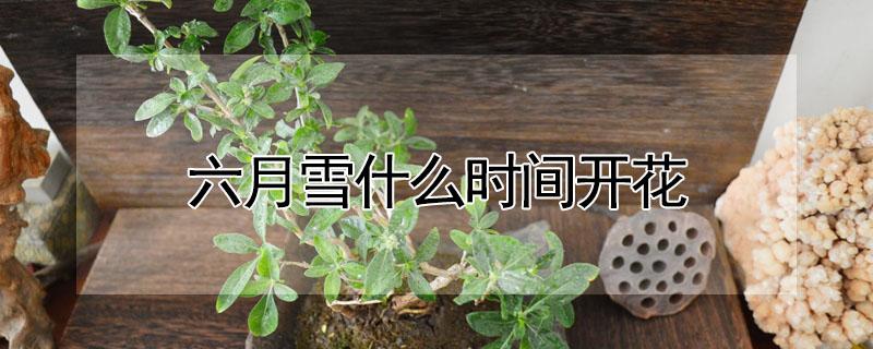 六月雪什么时间开花（六月雪开几次花）