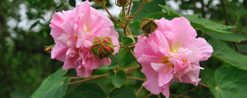 芙蓉花花期多长 芙蓉花花期多长时间
