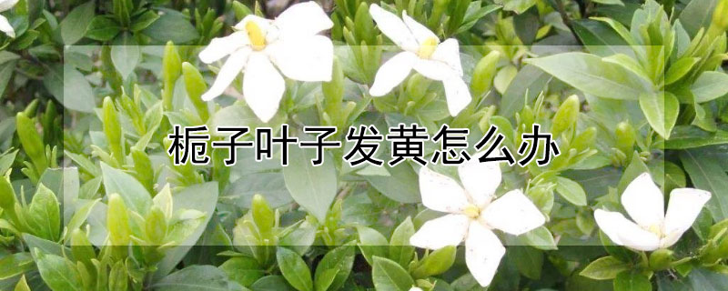 栀子叶子发黄怎么办（栀子叶子发黄怎么办呢）