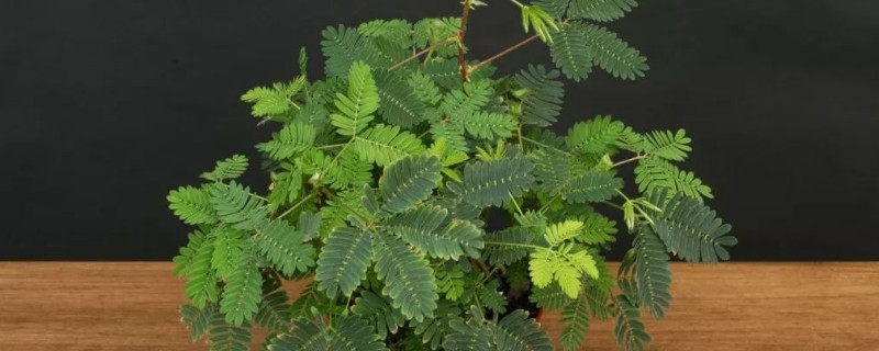 含羞草种子多久能发芽 含羞草种子多久发芽出土