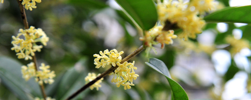桂花秋天移栽能活吗 桂花秋天移栽能活吗图片