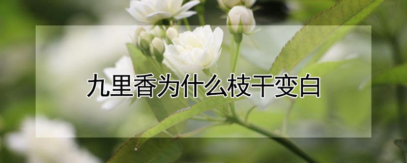 九里香为什么枝干变白 九里香枝干变白怎么办